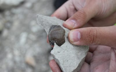 Palaeobiology at UO with fun